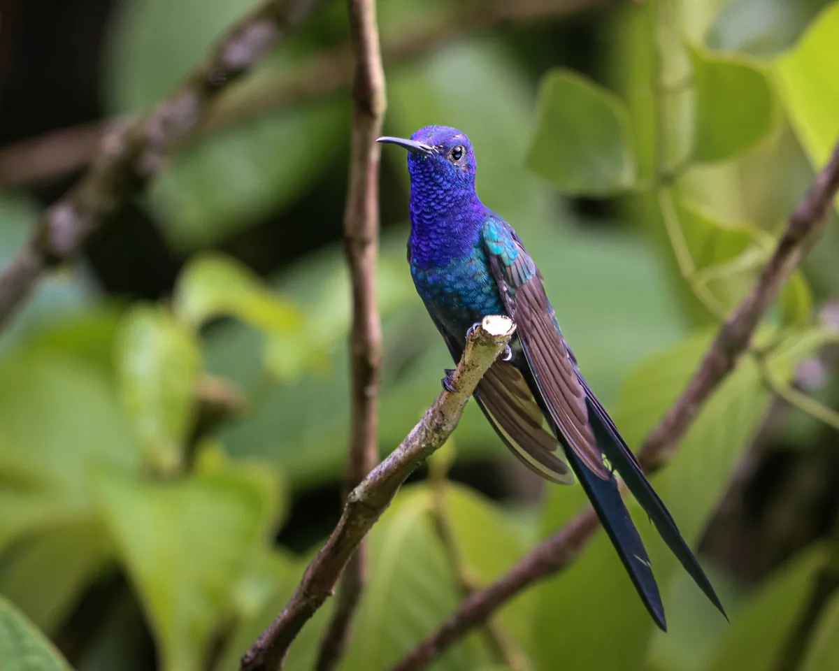 Beija-flor-tesoura