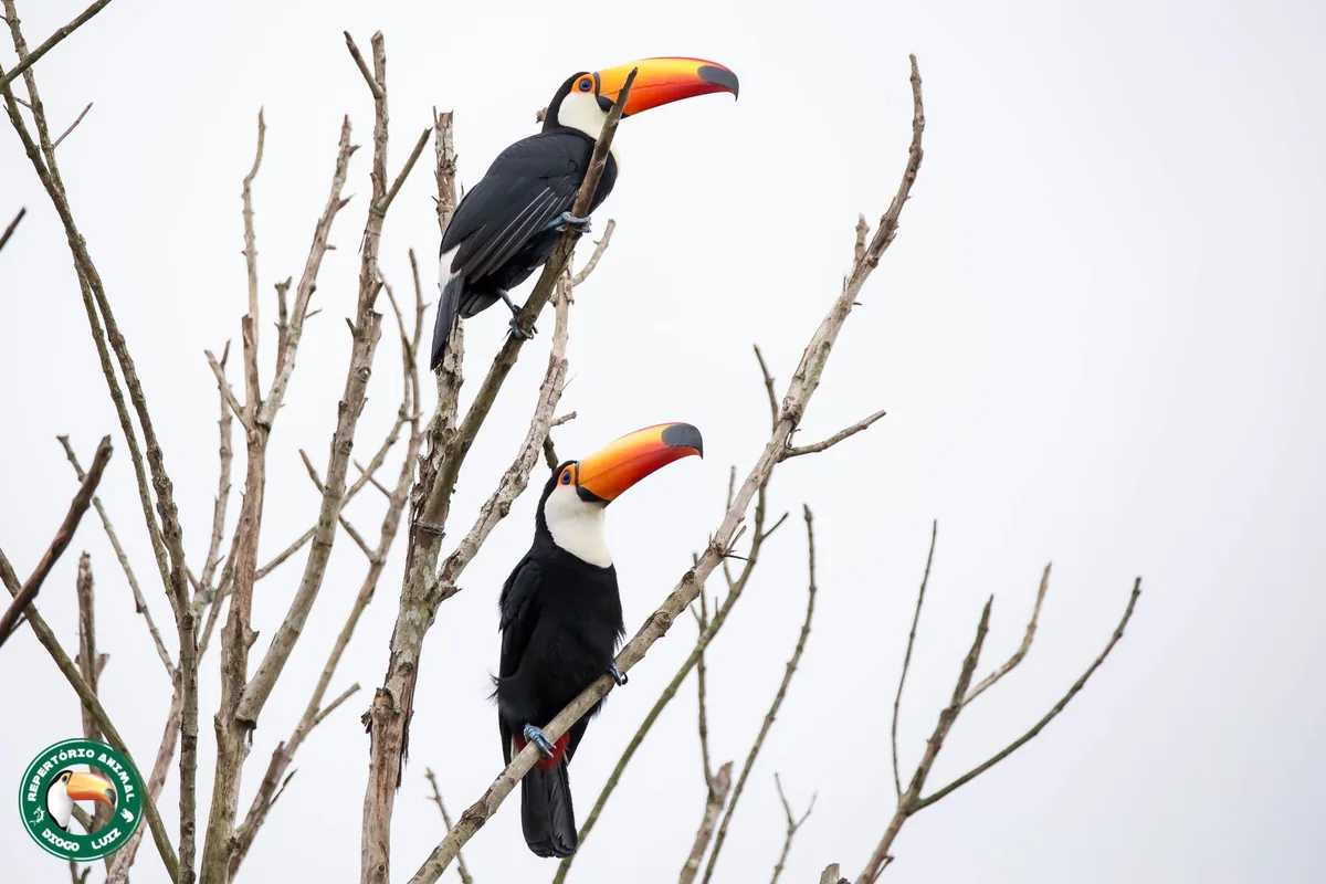 Tucano-toco